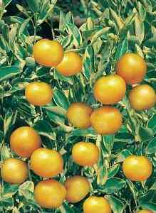 cumquat