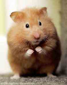 hamster